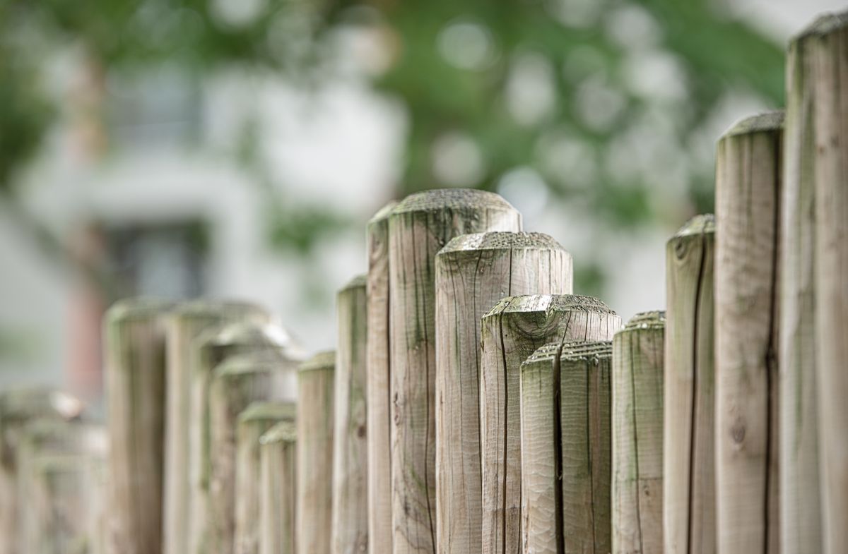 Timber paling fence